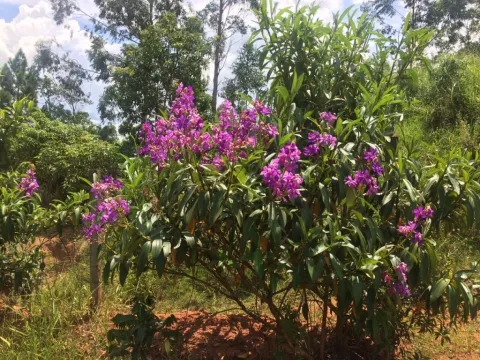 Terreno para vender em Monte Negro