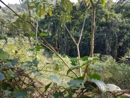 Terreno - Jaraguá, São Paulo