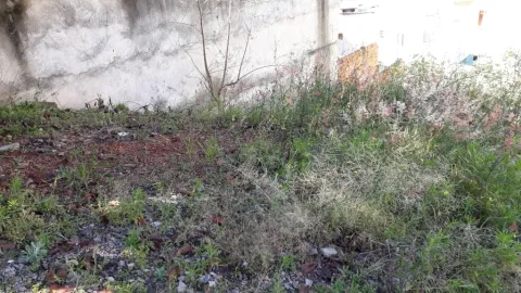 Terreno - Perus, São Paulo