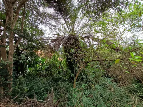 Terreno - Perus, São Paulo