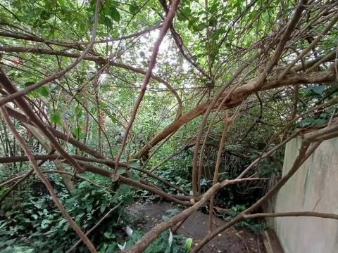 Terreno - Perus, São Paulo