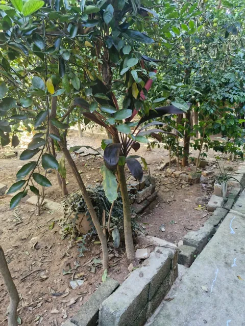 Casa - Jardim Monte Alegre, Caieiras