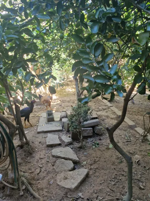 Casa - Jardim Monte Alegre, Caieiras