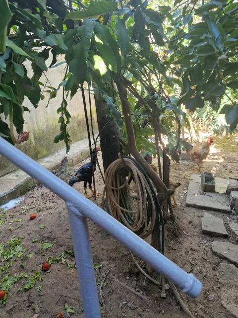 Casa - Jardim Monte Alegre, Caieiras